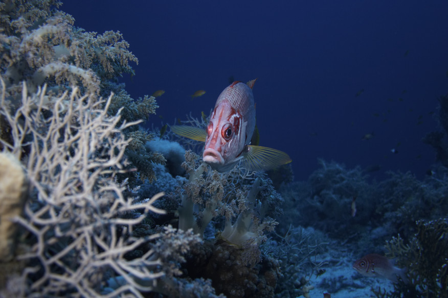 Squirrel fish, Fish